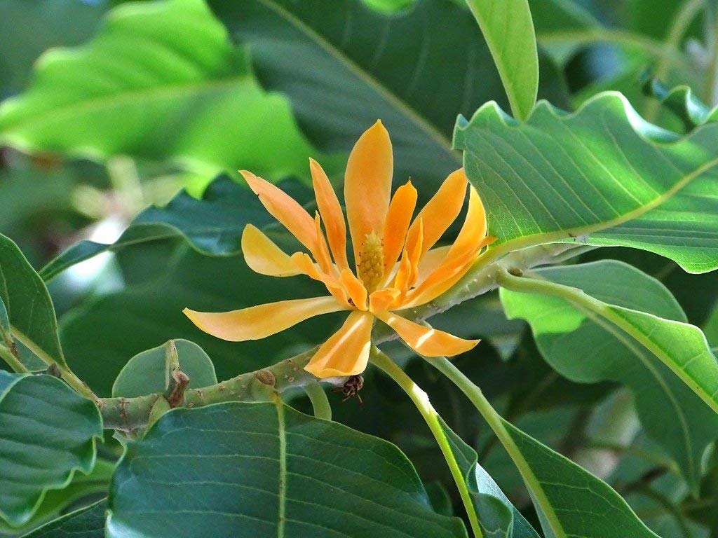 Champaca (Champaca Flower) seeds for planting in home garden