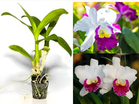 White Pink Cattleya Flower Seeds for Planting Perfect for Borders Heirloom & GMO Free Seeds for Home Garden
 
 Sale