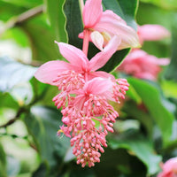 Medinilla Magnifica Seeds for Exotic Flower Planting