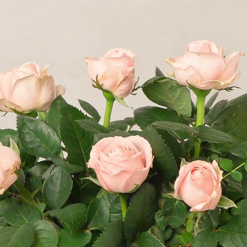 Pink Cream Rose Flower Seeds for Planting Long Bloom Season Heirloom & GMO Free Seeds for Home Garden
 
 Sale