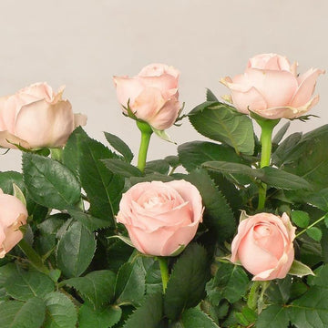 Pink Cream Rose Flower Seeds for Planting Long Bloom Season Heirloom & GMO Free Seeds for Home Garden
 
 Sale