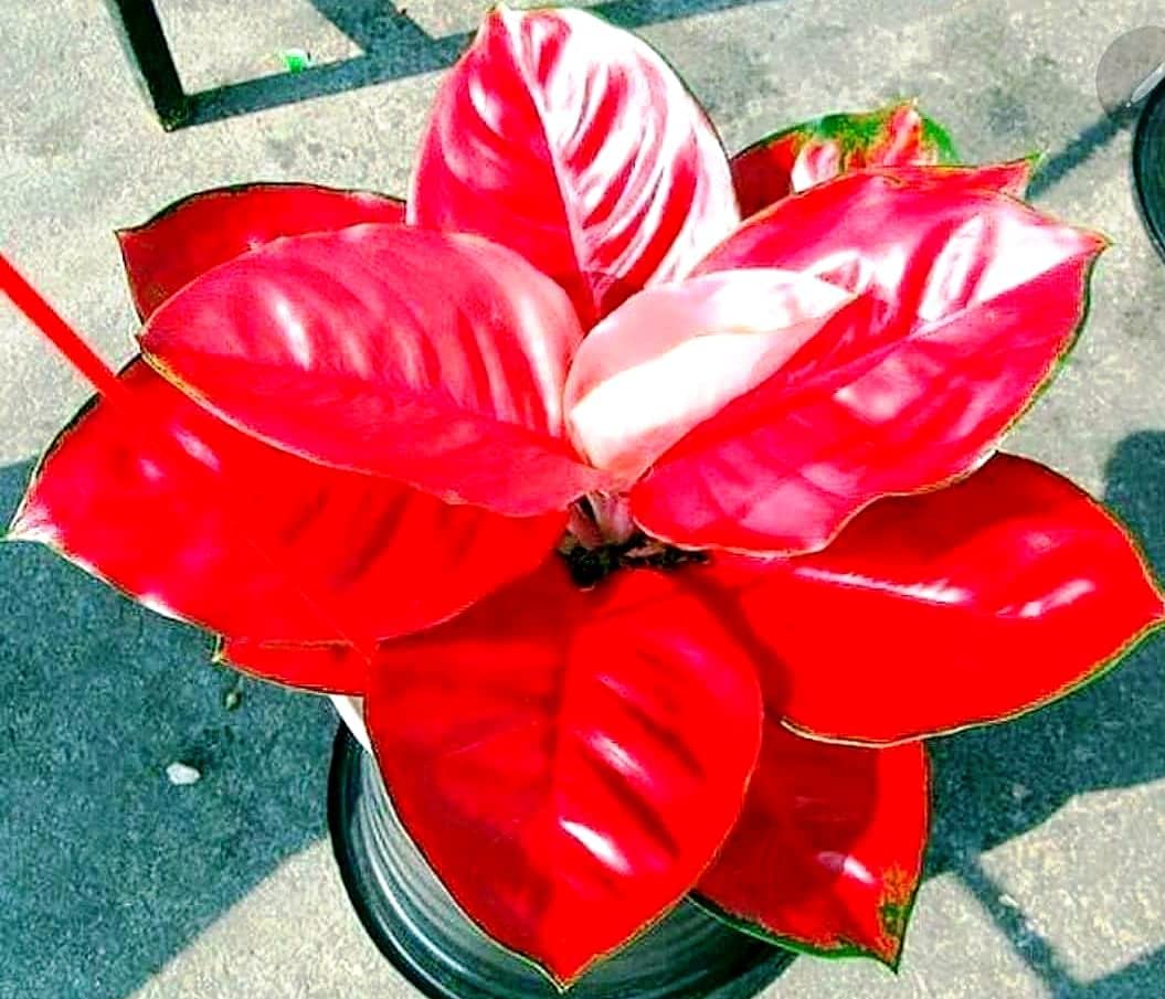 Red Aglaonema Flower seeds for Planting - Wildflower Mix, Heirloom & GMO Free Seeds for Home Garden