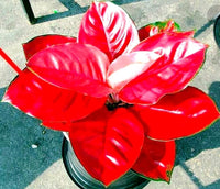 Red Aglaonema Flower seeds for Planting - Wildflower Mix, Heirloom & GMO Free Seeds for Home Garden