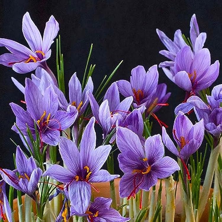 Purple Crocus Flower Seeds – Long Bloom Season Heirloom & NonGMO for Home Garden
 
 Sale