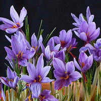 Purple Crocus Flower Seeds – Long Bloom Season Heirloom & NonGMO for Home Garden
 
 Sale