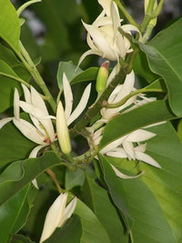 Heirloom Magnoliaceae Flower seeds for Planting Long Bloom Season Heirloom & GMO Free Seeds for Home Garden