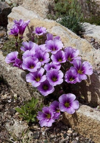 Blue Oxalis Laciniata Flower Seeds for Planting Easy to Grow Heirloom & GMO Free Seeds for Home Garden
 
 Sale
