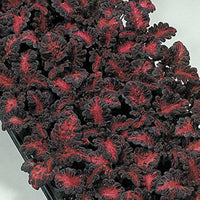 Black Dragon Coleus Flower seeds for Planting - Long Bloom Season, Heirloom & GMO Free Seeds for Home Garden
 
 Sale seeds for home garden