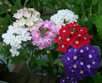 Heirloom Trailing Verbena Flower seeds for Planting Seasonal Bloomer Heirloom & GMO Free Seeds for Home Garden
