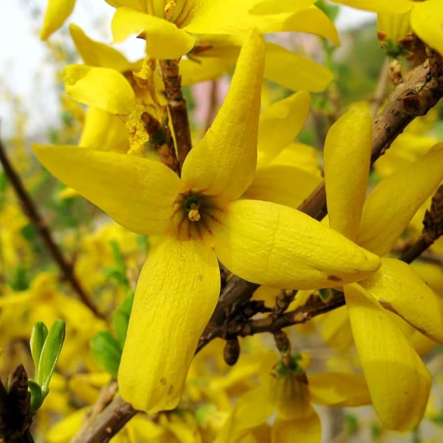 Forsythia Flower seeds for Planting Bright Blooms Heirloom & GMO Free Seeds for Home Garden