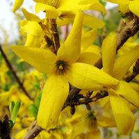 Forsythia Flower seeds for Planting Bright Blooms Heirloom & GMO Free Seeds for Home Garden