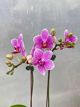 Green Pink Phalaenopsis Orchid Flower Seeds for Garden Vibrant Colors Heirloom & GMO Free Seeds for Home Garden
 
 Sale