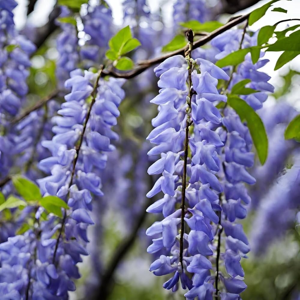 American Wisteria (Wisteria frutescens) Flower seeds for Planting Perfect for Borders Heirloom & GMO Free Seeds for Home Garden