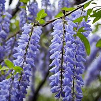 American Wisteria (Wisteria frutescens) Flower seeds for Planting Perfect for Borders Heirloom & GMO Free Seeds for Home Garden
