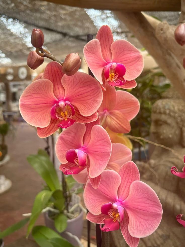 Peach Phalaenopsis Orchid Flower seeds for Planting - Seasonal Bloomer, Heirloom & GMO Free Seeds for Home Garden