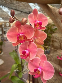 Peach Phalaenopsis Orchid Flower seeds for Planting - Seasonal Bloomer, Heirloom & GMO Free Seeds for Home Garden