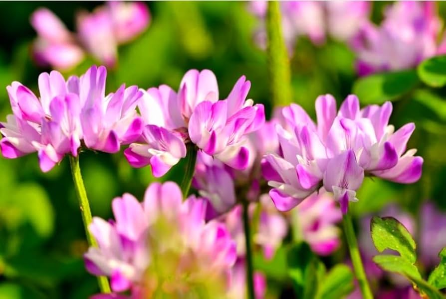 Astragalus Flower seeds for Planting - Fragrant Blossoms, Heirloom & GMO Free Seeds for Home Garden