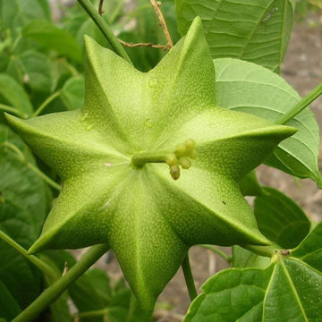 Plukenetia Flower seeds for Planting Colorful Display Heirloom & GMO Free Seeds for Home Garden