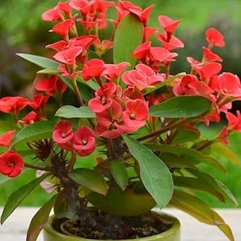 Milii Red Flower Seeds for Planting | Vibrant Annuals for Your Garden