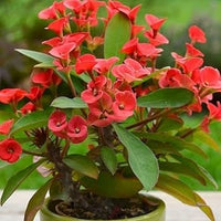 Milii Red Flower Seeds for Planting | Vibrant Annuals for Your Garden