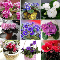 MultiColor Saintpaulia Flower Seeds for Planting Vibrant Colors Heirloom & GMO Free Seeds for Home Garden
 
 Sale