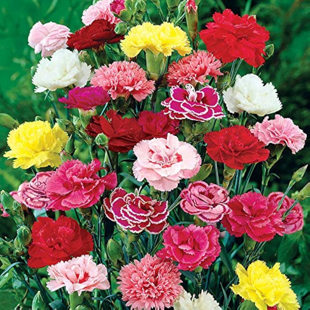 Heirloom Dianthus Caryophyllus Flower seeds for Planting Long Bloom Season Heirloom & GMO Free Seeds for Home Garden