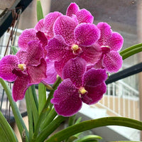 Pink Butterfly Orchid Flower seeds for Planting - Fragrant Blossoms, Heirloom & GMO Free Seeds for Home Garden