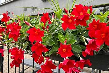 Mandevilla Red Sanderi Flower Seeds for Planting  Vibrant Climbing Blooms