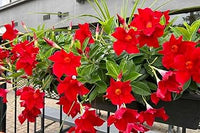 Mandevilla Red Sanderi Flower Seeds for Planting  Vibrant Climbing Blooms