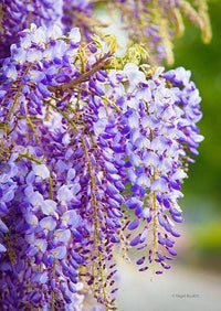 Beautiful Purple Wisteria Vine Seeds – Fragrant, Cascading Purple Flowers for Gardens and Arbors