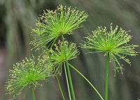 Egyptian Papyrus Flower seeds for Planting - Seasonal Bloomer, Heirloom & GMO Free Seeds for Home Garden