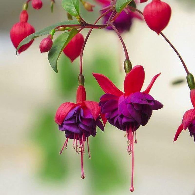Heirloom Fuchsia Flower seeds for Planting Fragrant Blossoms Heirloom & GMO Free Seeds for Home Garden