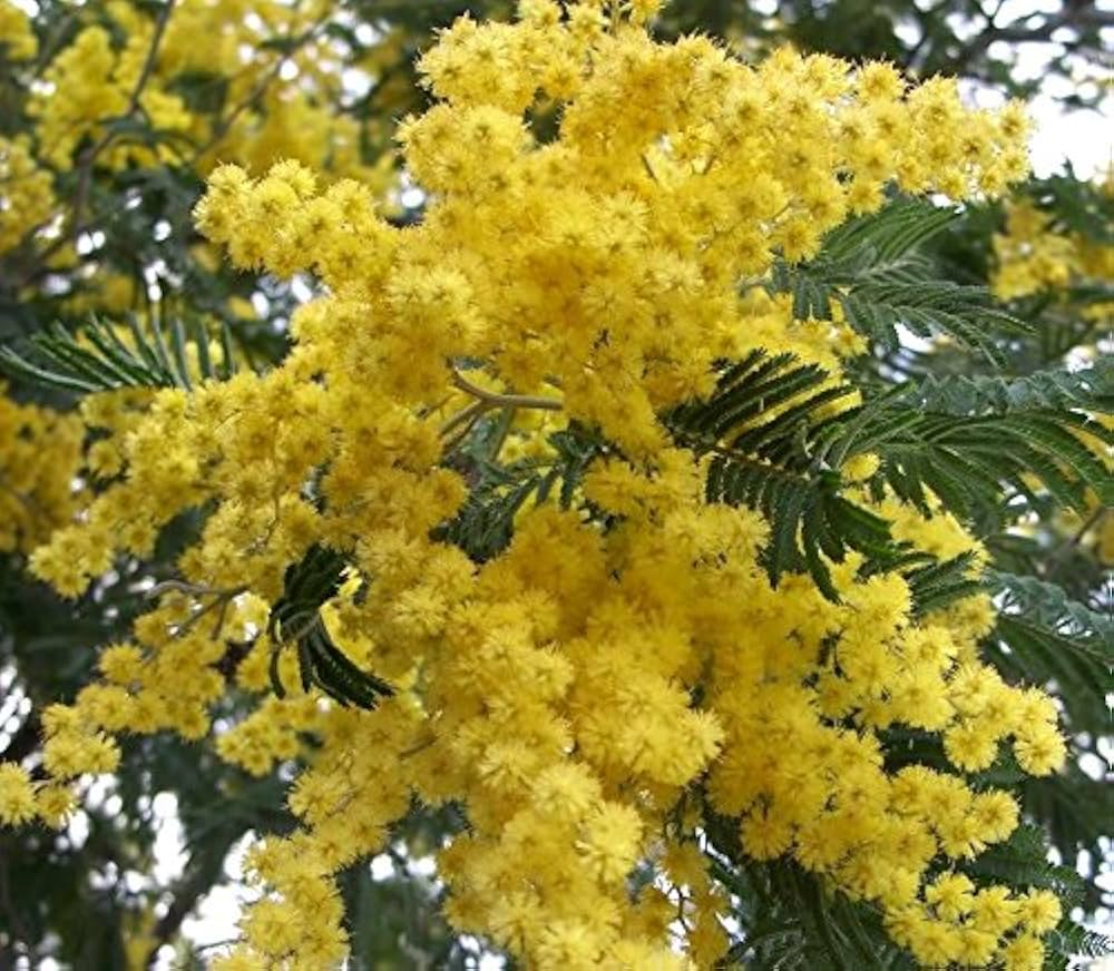 Yellow Mimosa Flower seeds for Planting Pollinator Friendly Heirloom & GMO Free Seeds for Home Garden 
 
 Sale