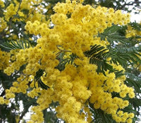 Yellow Mimosa Flower seeds for Planting Pollinator Friendly Heirloom & GMO Free Seeds for Home Garden 
 
 Sale