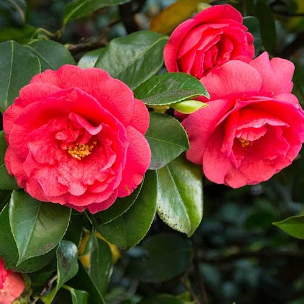 Pink Camellia Flower seeds for Planting Premium Quality Heirloom & GMO Free Seeds for Home Garden