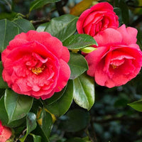 Pink Camellia Flower seeds for Planting Premium Quality Heirloom & GMO Free Seeds for Home Garden