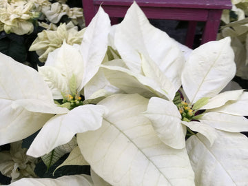 White Poinsettia Seeds for Planting Long Bloom Season Heirloom & GMO Free Seeds for Home Garden  Sale