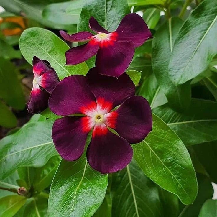 Purple Vinca Periwinkle Flower seeds for Planting - Premium Quality, Heirloom & GMO Free Seeds for Home Garden