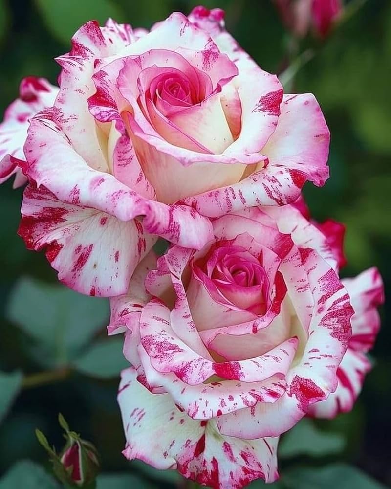 White Pink Rose Flower seeds for Planting - Cottage Garden Essential, Heirloom & GMO Free Seeds for Home Garden