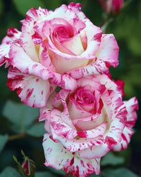 White Pink Rose Flower seeds for Planting - Cottage Garden Essential, Heirloom & GMO Free Seeds for Home Garden