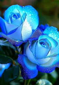 Deep Blue Rose Flower Seeds for Planting Vibrant Colors Heirloom & GMO Free Seeds for Home Garden
 
 Sale
