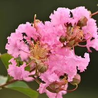Pink Crape Myrtle Flower seeds for Planting Compact Growth Heirloom & GMO Free Seeds for Home Garden 
 
 Sale