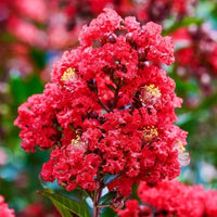 Red Futaba Crape Flower seeds for Planting Pollinator Friendly Heirloom & GMO Free Seeds for Home Garden
 
 Sale