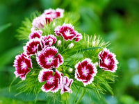 Purple White Dianthus Flower seeds for Planting - Cottage Garden Essential, Heirloom & GMO Free Seeds for Home Garden