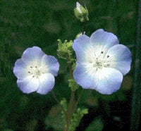 Baby Blue Eyes Seeds for Planting flower bed home garden
