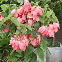 Pink Nezabudka Flower Seeds for Garden Colorful Display Heirloom & GMO Free Seeds for Home Garden
 
 Sale