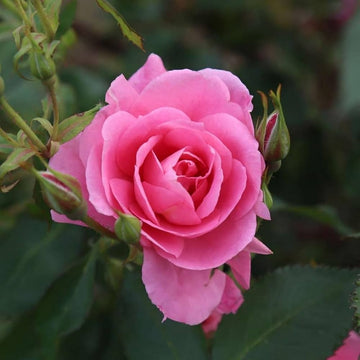 Rose Rosa Flower seeds for Planting Bright Blooms Heirloom & GMO Free Seeds for Home Garden