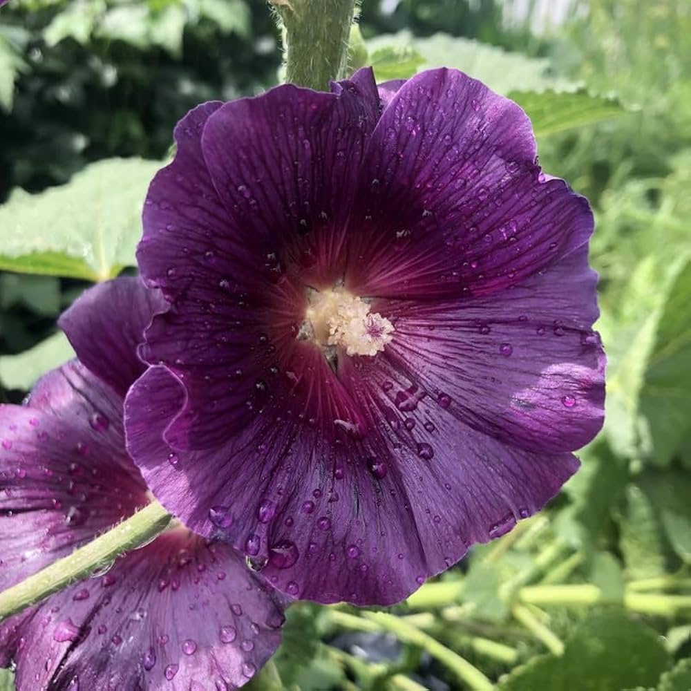 Purple Hollyhock Flower seeds for Planting - Sun Loving, Heirloom & GMO Free Seeds for Home Garden