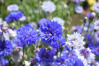 Blue Hankeanus Flower seeds for Planting - Wildflower Mix, Heirloom & GMO Free Seeds for Home Garden