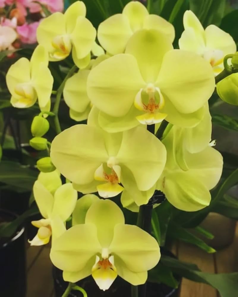 Yellow Phalaenopsis Orchid Flower seeds for Planting Fragrant Blossoms Heirloom & GMO Free Seeds for Home Garden
 
 Sale